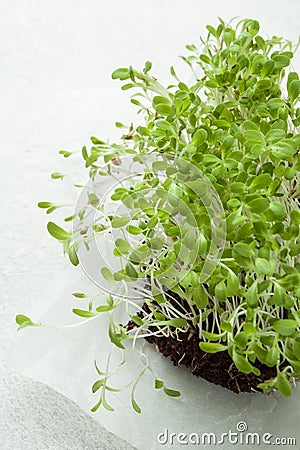 Organic growing microgreens on white background. Healthy eating concept Stock Photo