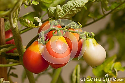 Organic grown tomato Stock Photo