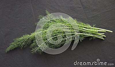 Organic Herb Fennel Stock Photo