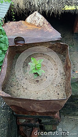 Organic Herb Plants | Tulsi Small Plant Stock Photo