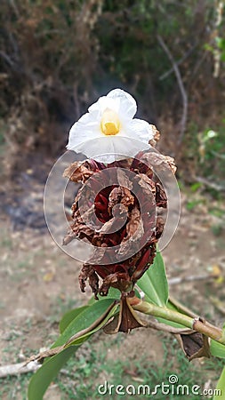 Organic Herb THEBU in Sri Lanka Stock Photo