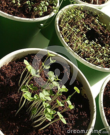 Herb seedlings Stock Photo