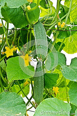 Organic Homegrown Cucumbers Stock Photo