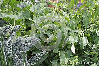 Organic homegrown gardening with kale cabbage, tomato and various vegetables Stock Photo