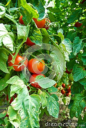 Organic Homegrown Tomatoes Stock Photo