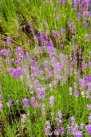 Organic honey farm, production of lavender honey, bee on lavender flowers Stock Photo