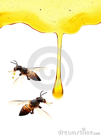 Organic Honey. Stock Photo