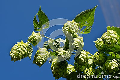 Organic hops, growing on the vine Stock Photo