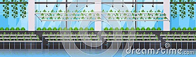 Organic hydroponic green plants row cultivation farm modern greenhouse interior farming system concept horizontal banner Vector Illustration