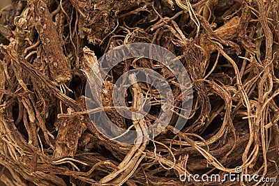 Organic Indian Coleus (Plectranthus barbatus) roots. Stock Photo