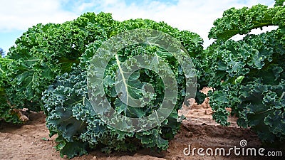 Organic kale - cabbage cultivation in agriculture in Germany. Stock Photo