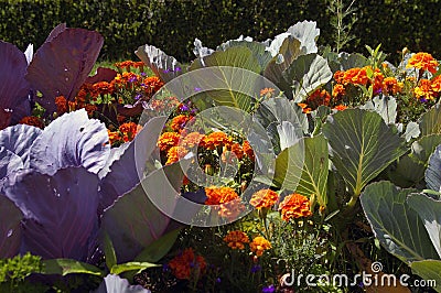 Organic kitchen garden. Stock Photo