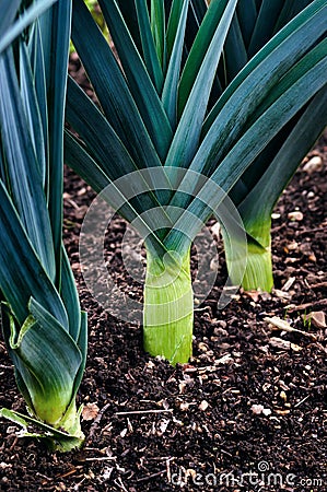 Organic leeks growing on compost soil home gardening Stock Photo