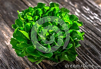 Organic lettuce head Stock Photo