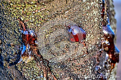 solid resin frozen sticky juice on the bark of a tree trunk Stock Photo