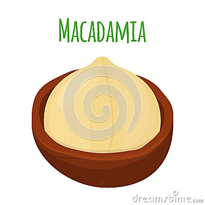 Organic macadamia, nutrition nut, oil ingredient. Flat style. Vector illustration Vector Illustration