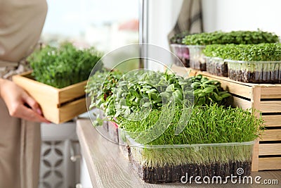 Fresh organic microgreens assortment and blurred woman on background Stock Photo