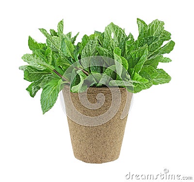 Organic mint herb in a planting pot Stock Photo