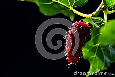 Organic Mulberry fruits with green leaves isolated on a black background. Stock Photo