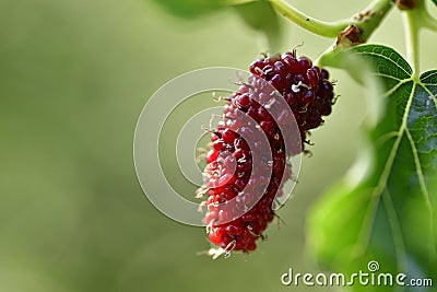 Organic Mulberry fruits with green leaves are isolated on an outfocus background. Stock Photo