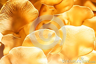 Beautiful organic oyster mushrooms macro background Stock Photo