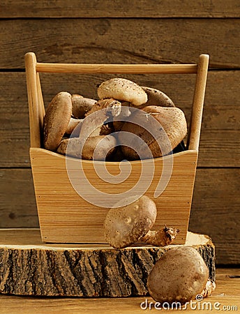 Organic mushrooms agaric honey on a wooden stump Stock Photo