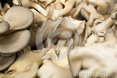 Organic Mushrooms Stock Photo