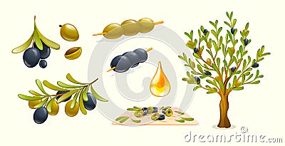 Organic olive products. Drop of olive oil, tree branches, olives on skewers. Healthy organic products Vector Illustration