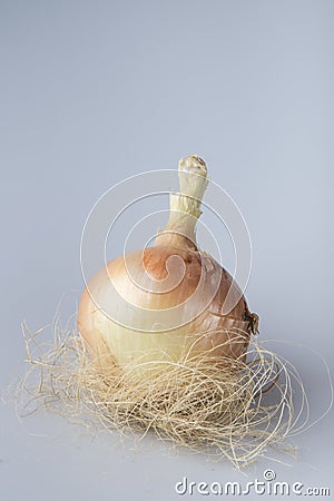 Organic Onion Nest Stock Photo