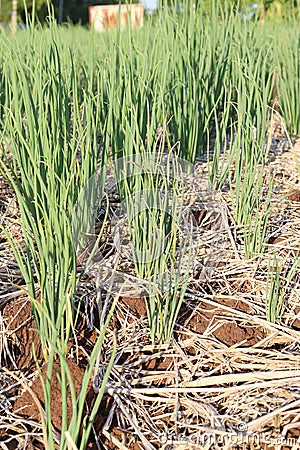 Organic onion plots In the field, the onions are growing in the evening. Stock Photo