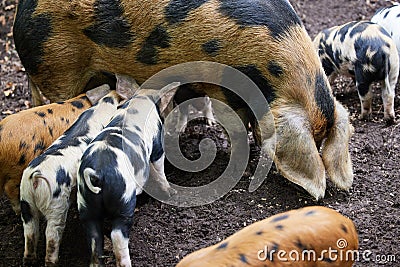 Organic Oxford Sandy And Black Rare Breed Mother Pig Feeding With Piglets On Farm Stock Photo