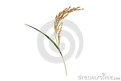 Organic paddy rice,ear of paddy, ears of Thai jasmine rice isolated on white background Stock Photo