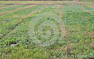 Organic peanut farm. Stock Photo