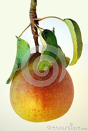 Organic Pear Stock Photo