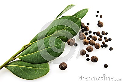 Organic peppers and laurel branch Stock Photo