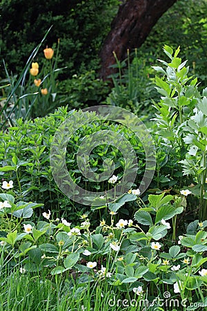 Organic permaculture garden with various herbs Stock Photo