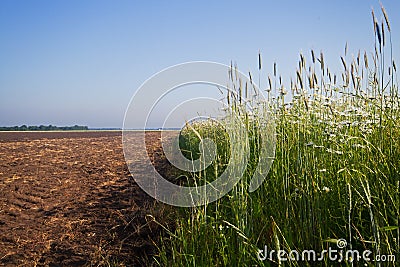 Daisies, sown to attract beneficial insects Stock Photo