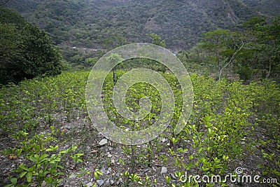 Organic plantation of coca plants in the Peruvian jungle. Stock Photo