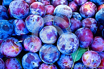 Organic plums - damson Stock Photo