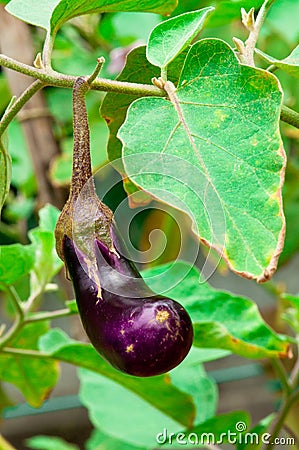 Organic Purple EggPlant Stock Photo