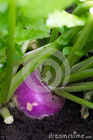 Organic purple top turnip in the garden Stock Photo