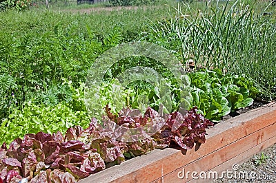 Organic Raised Bed Lettuce Garden Stock Photo