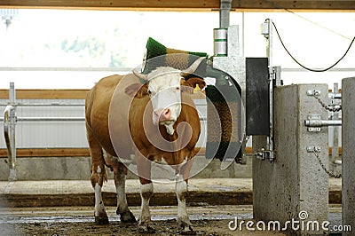 Organic raised cow in full brushing process. Industrial cattle brushing plant. Stock Photo