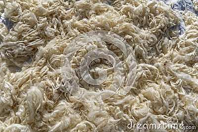 Organic real wool preparing for using textile Stock Photo