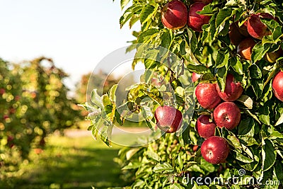 Fruit trees growing in rows in an orchard, on apple farm Stock Photo