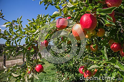 Organic red apples in apple orchard Stock Photo