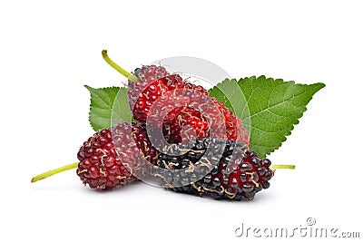 Organic Red Mulberry fruits Stock Photo