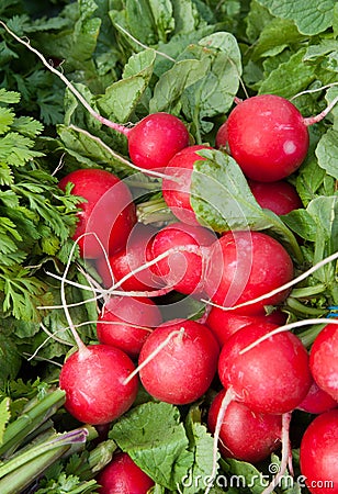 Organic Red Radishes Stock Photo