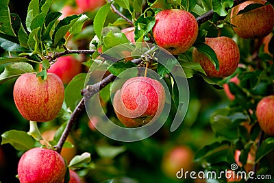 Organic red ripe apples on the orchard tree with green leaves Stock Photo