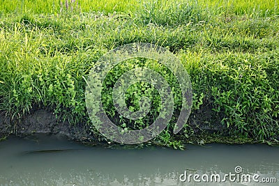 Organic rice field border, various herbs, wild mint Stock Photo